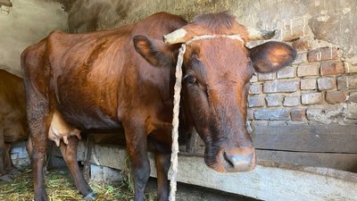 Корова Олени Кінчук, жительки Людвищ Корова Олени Кінчук, жительки Людвищ