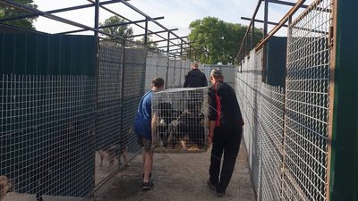 На Миколаївщині триває евакуація тварин На Миколаївщині триває евакуація тварин