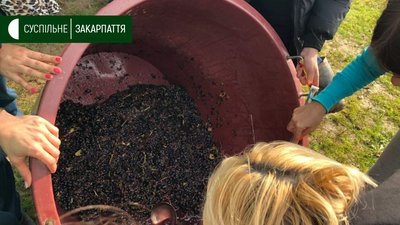 Турагенти чавили виноград у діжках у Берегові Турагенти чавили виноград у діжках у Берегові