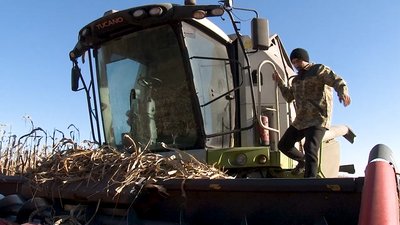 На Черкащині вдвічі зросла врожайність кукурудзи На Черкащині вдвічі зросла врожайність кукурудзи