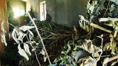 Подільський зоопарк: заготівля кормів Подільський зоопарк: заготівля кормів