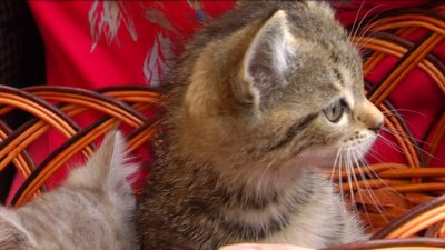 Котики Котики