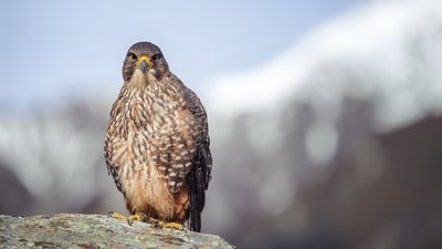 Сокіл у горах Нової Зеландії