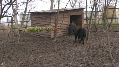 У рівненському зоопарку показали символи 2021 року У рівненському зоопарку показали символи 2021 року