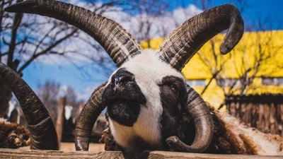 Миколаївський зоопарк відзначає ювілей: 120 років від дня відкриття Миколаївський зоопарк відзначає ювілей: 120 років від дня відкриття