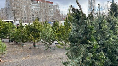 Ялинки. Ялинки.