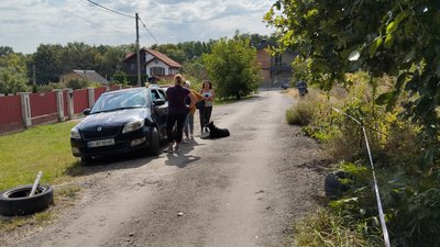 Чоловік вирубує дуби в Яру. Полтава Чоловік вирубує дуби в Яру. Полтава