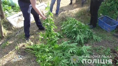 100 кущів коноплі вилучила поліція у жителя Оріхівського району