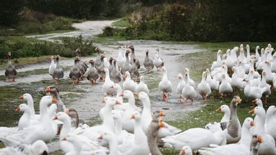 Екологія водойм на Черкащині: Сула річка Екологія водойм на Черкащині: Сула річка