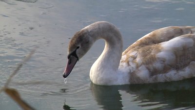 У Маріуполі зоозахисник прихистив травмованого лебедя