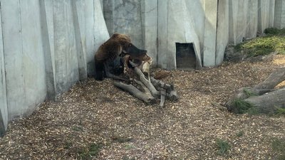 ведмеді у Черкасах ведмеді у Черкасах