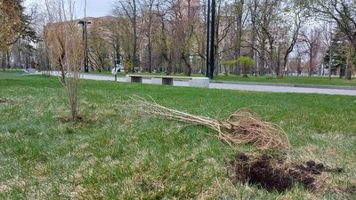 У Харкові висадили гібіскуси, які надіслала пенсіонерка з Івано-Франківщини У Харкові висадили гібіскуси, які надіслала пенсіонерка з Івано-Франківщини