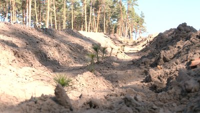 Мільйон сіянців – за тиждень: на Черкащині саджають ліс Мільйон сіянців – за тиждень: на Черкащині саджають ліс
