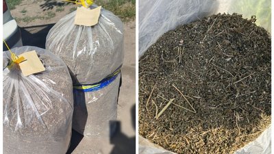 На городі росло майже чотири тисячі рослин. На Кіровоградщині чоловіка підозрюють у вирощуванні коноплі На городі росло майже чотири тисячі рослин. На Кіровоградщині чоловіка підозрюють у вирощуванні коноплі