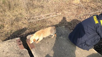 Собакам та коту знадобилась допомога миколаївських рятувальників