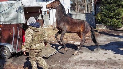 Розстріляні коні у Бучі: як шукали та рятували вцілілих Розстріляні коні у Бучі: як шукали та рятували вцілілих