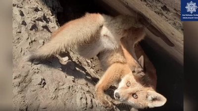Заплуталось та повисло під мостом: у Хмельницькому врятували лисеня