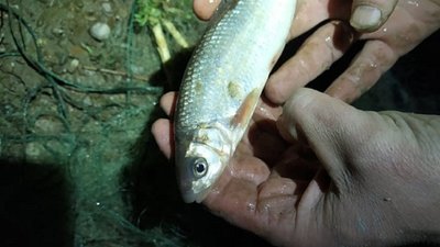 Відсьогодні на Полтавщині заборонено вилов риби Відсьогодні на Полтавщині заборонено вилов риби