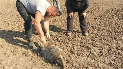 Борсучиха, яку врятували на Одещині, втекла від екологів Борсучиха, яку врятували на Одещині, втекла від екологів