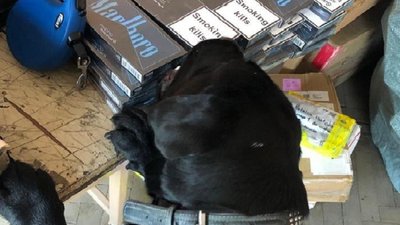 На Львівщині службовий лабрадор митників знайшов майже 500 пачок сигарет