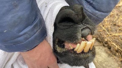 Стоматолог для альпаки: Луцький зоопарк відвідали ветеринари із Києва Стоматолог для альпаки: Луцький зоопарк відвідали ветеринари із Києва