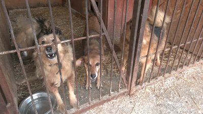 Через пандемію волиняни менше беруть тварин з КП "Ласка" Через пандемію волиняни менше беруть тварин з КП "Ласка"