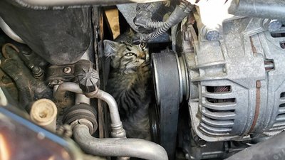 У Києві зооволонтери врятували поранене кошеня, що застрягло під капотом авто