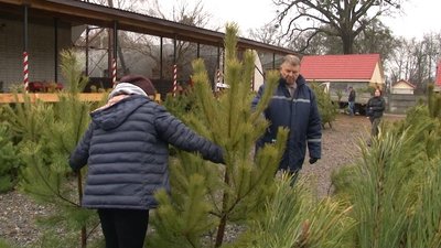 Ялинки від лісництв Ялинки від лісництв