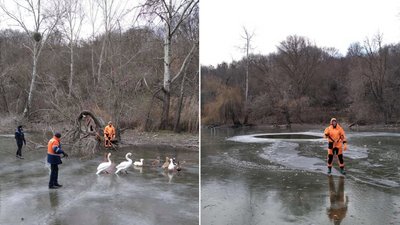Птахів з полтавського дендропарку відвезли на зимівлю