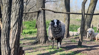 Баран Бетховен з Кропивницького знайшов нову родину