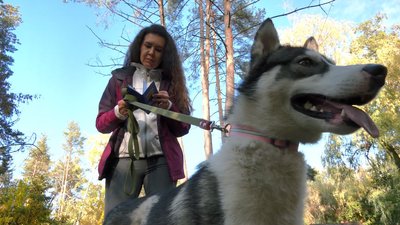 У Черкасах хаскі з Донеччини шукає родину У Черкасах хаскі з Донеччини шукає родину