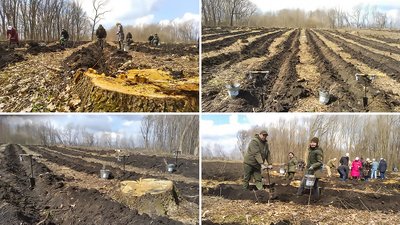 Створюємо ліси разом. У Новоукраїнському районі на Кіровоградщині висадили 4 тисячі саджанців дуба Створюємо ліси разом. У Новоукраїнському районі на Кіровоградщині висадили 4 тисячі саджанців дуба
