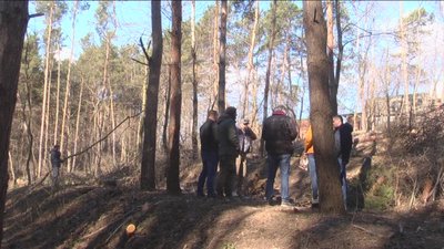 І сухостійні, і здорові. У сосновому парку Барського масиву вирізають дерева І сухостійні, і здорові. У сосновому парку Барського масиву вирізають дерева