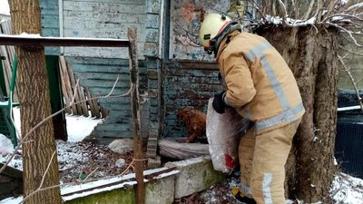 Прикарпатські надзвичайники врятували собаку, який примерз до льоду Прикарпатські надзвичайники врятували собаку, який примерз до льоду