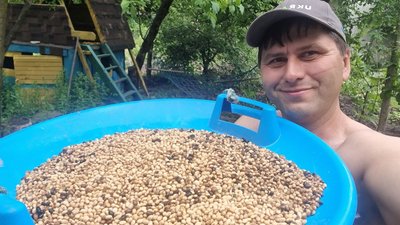 "Дивом вціліла". На Харківщині проросло врятоване насіння сої з розбитого РФ Інституту рослинництва "Дивом вціліла". На Харківщині проросло врятоване насіння сої з розбитого РФ Інституту рослинництва