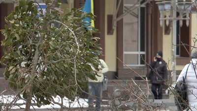 Омела на дереві