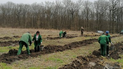 Замість вирубаних дерев – дуби. У Кропивницькому районі засаджують пустирі