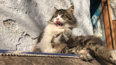 "Котиків шкода". На території Одеського жіночого монастиря облаштували притулок для тварин "Котиків шкода". На території Одеського жіночого монастиря облаштували притулок для тварин