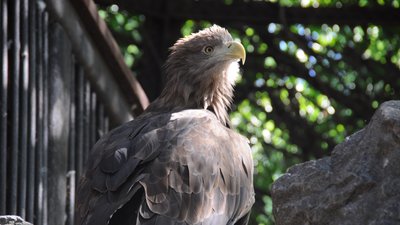 Птахи-довгожителі Миколаївського зоопарку