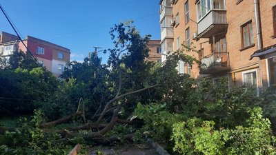 Гроза повалила дерева у Кропивницькому