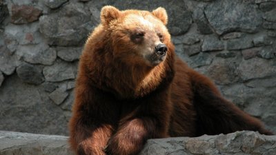 Ведмеді Мирон та Вакула відсвяткували день народження у Миколаївському зоопарку Ведмеді Мирон та Вакула відсвяткували день народження у Миколаївському зоопарку