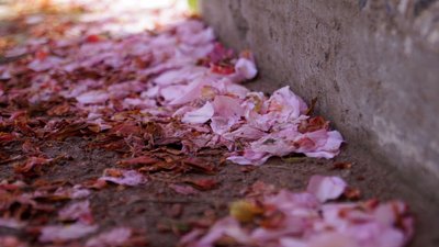 Маленька Японія. У Дніпрі розквітла алея сакур – фоторепортаж Маленька Японія. У Дніпрі розквітла алея сакур – фоторепортаж