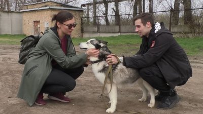 Прогулянки із собаками