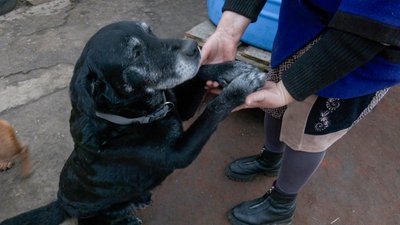 собаки тварини прихисток коти допомога Тетянівка Донецька область собаки тварини прихисток коти допомога Тетянівка Донецька область