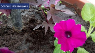 Із клумб у Кропивницькому вкрали квітів майже на 8 тисяч гривень