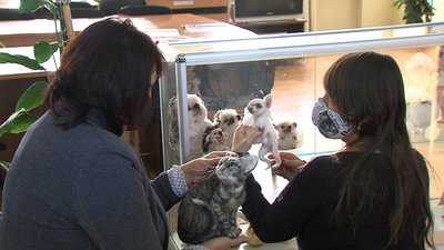 Виставка іграшок у техніці "валяння" відкрилась у Запоріжжі