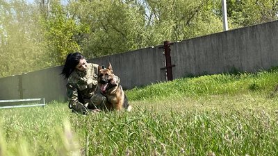 собака собака