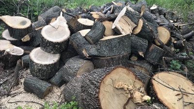 На Дніпропетровщині поліцейські затримали чоловіка, який вирубував ліс