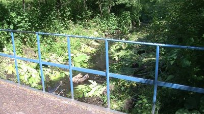 На боротьбу з борщівником у Луцькій громаді виділили 100 тисяч гривень На боротьбу з борщівником у Луцькій громаді виділили 100 тисяч гривень