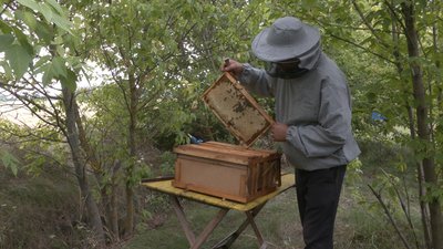 Медозбір на Черкащині: чому зменшилася кількість пасік та чи вистачить меду